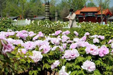  Het Peony Garden Heze: Een kleurrijk paradijs vol met historische schoonheid!